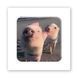 Объемная наклейки "Piggy selfie " SX-271 фото 1